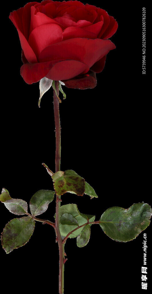 红玫瑰花
