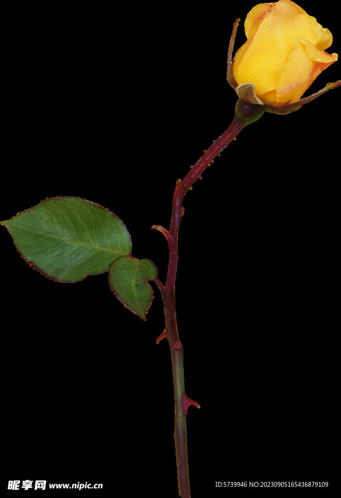黄色玫瑰花