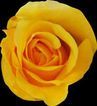 黄色玫瑰花