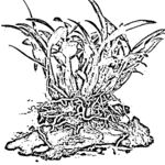 石斛线描