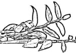 石斛线描
