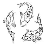 小鱼线描