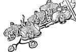 蝴蝶兰白描