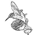 花鸟线描