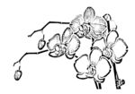 蝴蝶兰白描