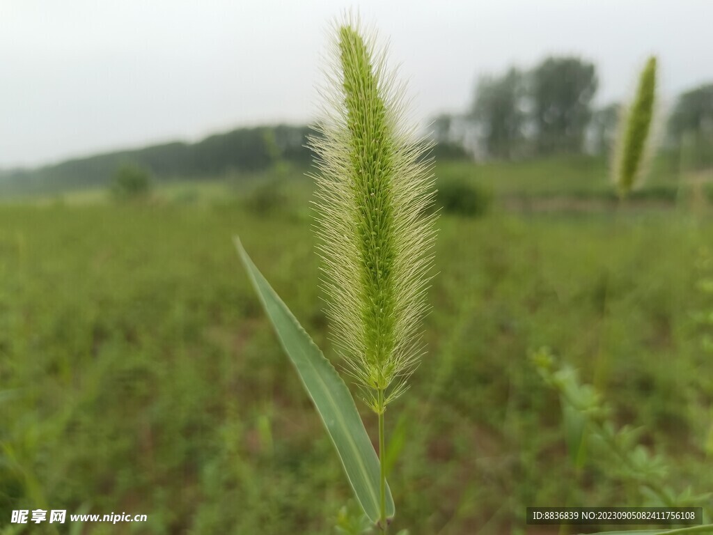 狗尾巴草