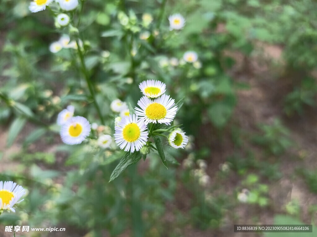 花朵