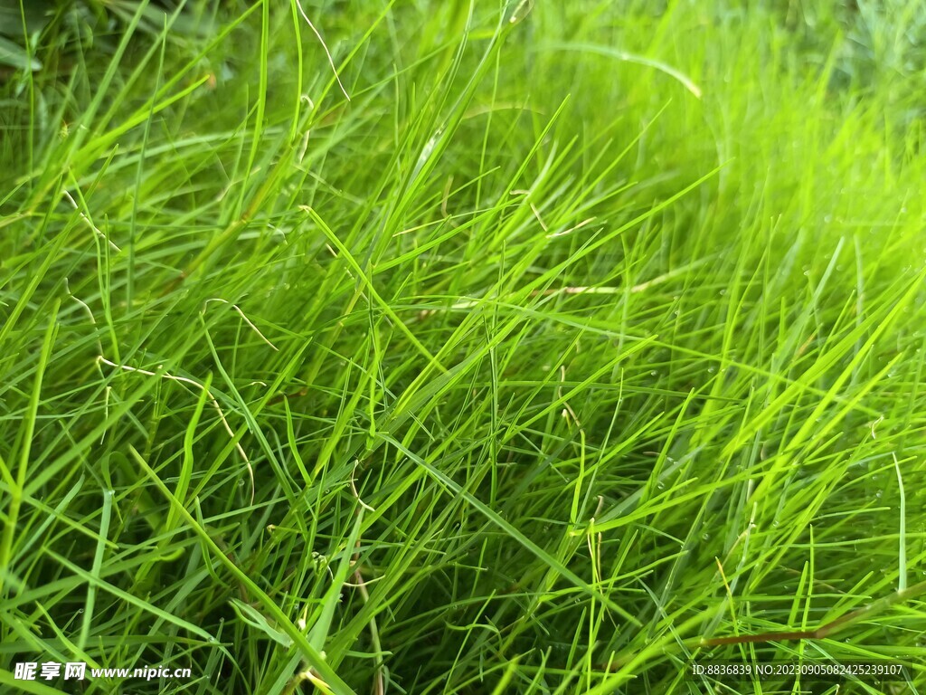 绿色小草