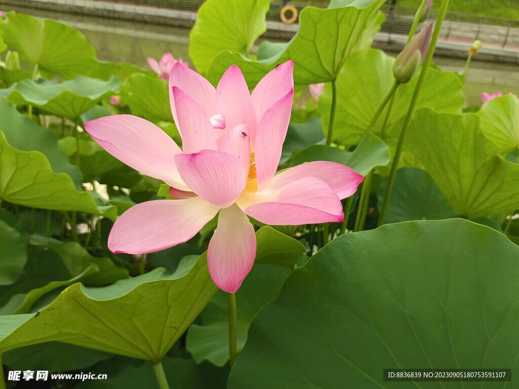 荷花