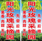 阳光玫瑰采摘园