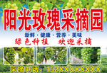 阳光玫瑰采摘园