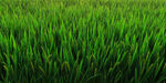 农业水稻背景素材