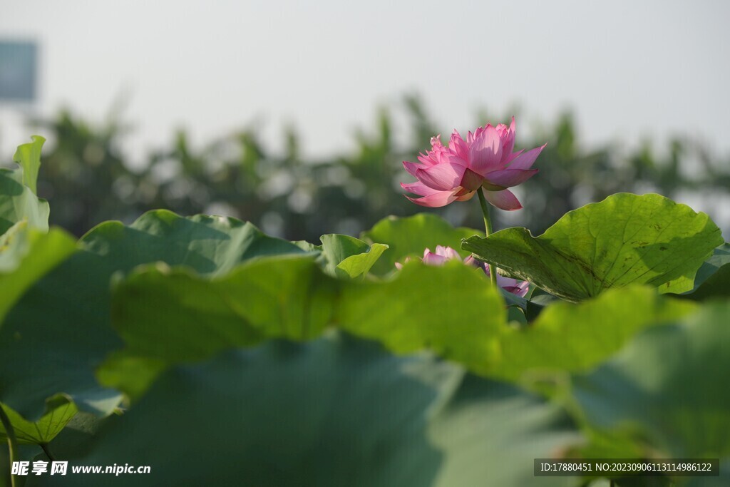 荷花