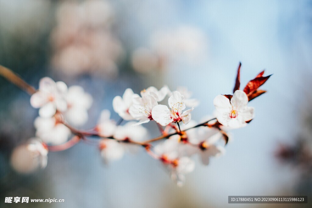 李花