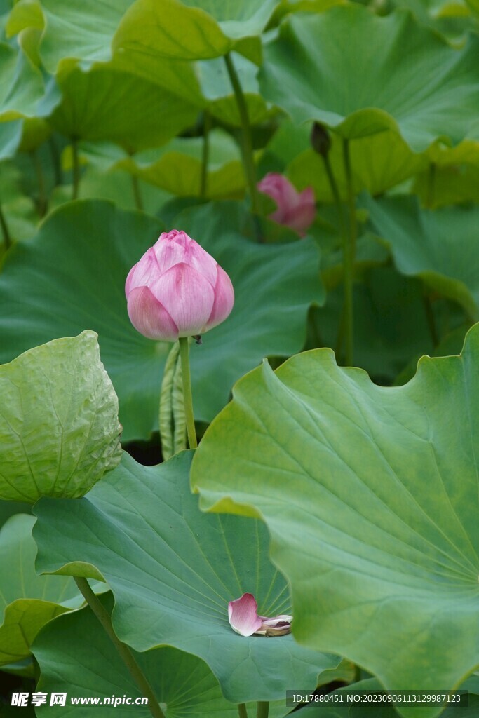 荷花