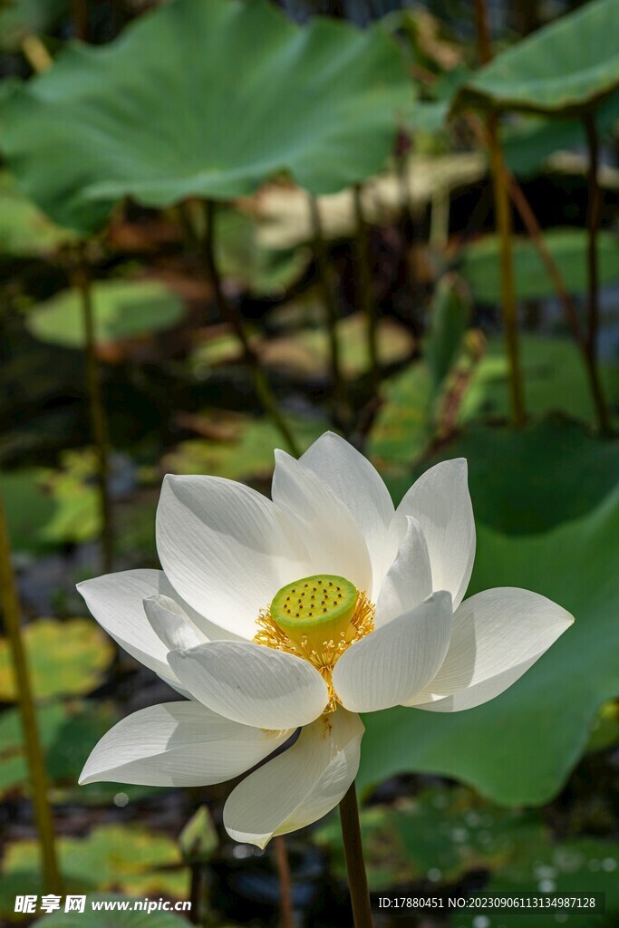 荷花