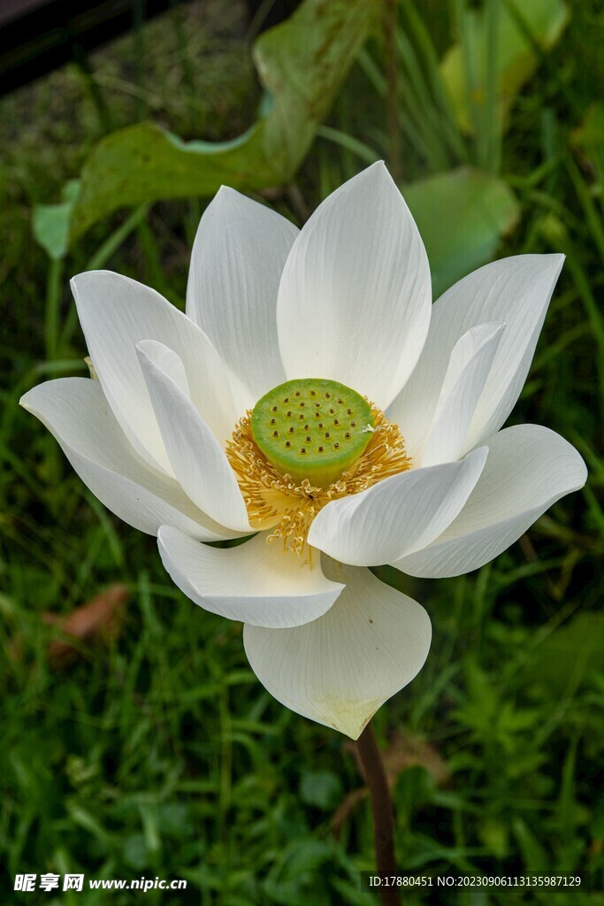 荷花
