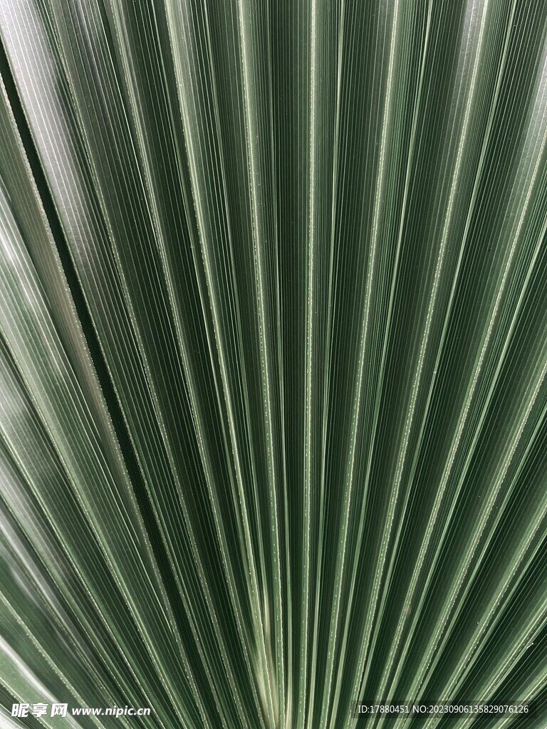 蒲葵