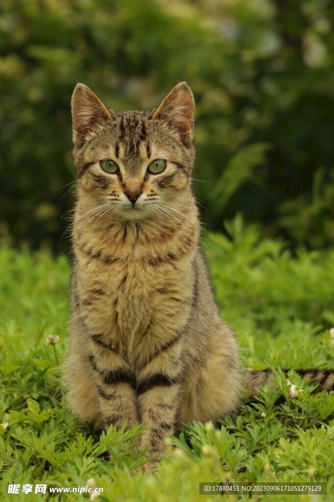 猫