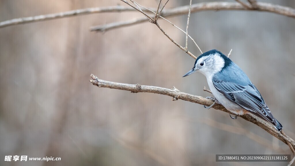 丽鳾