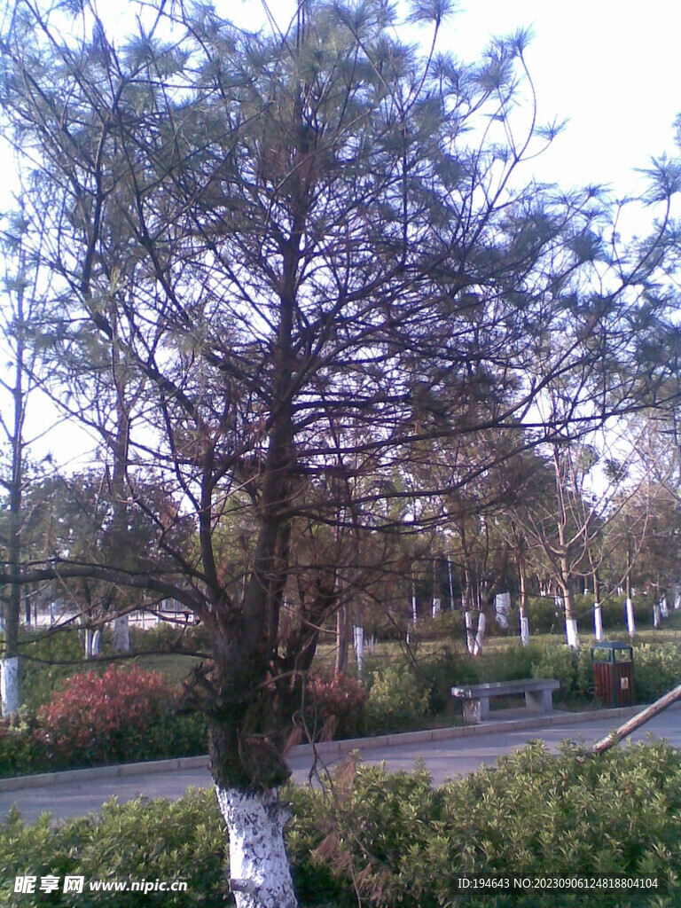 树林  