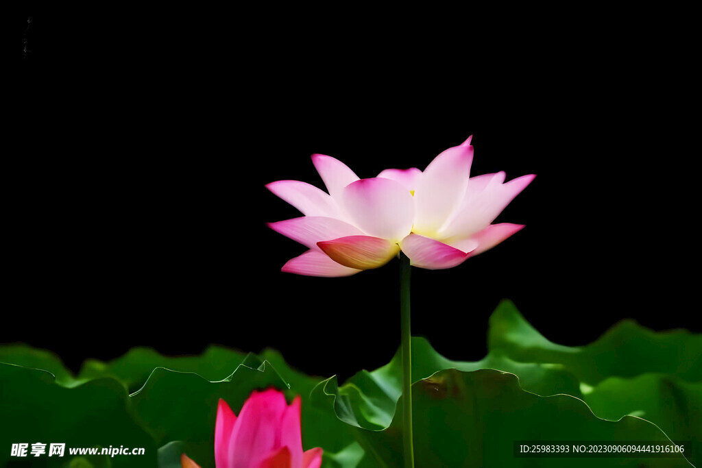 荷花