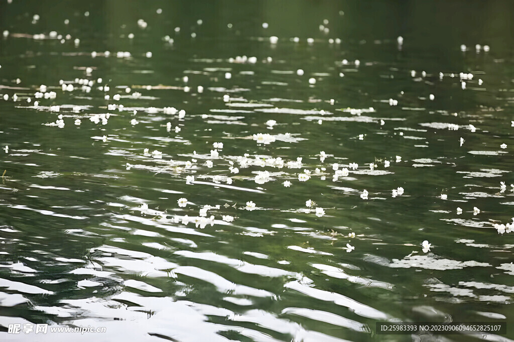 水面的花瓣