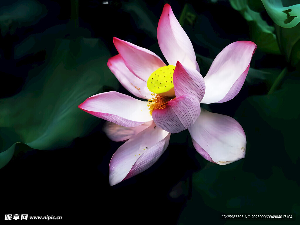 荷花