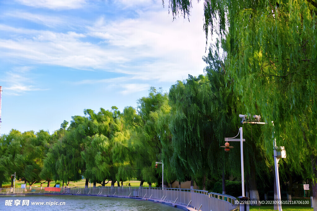 湖畔的行道树