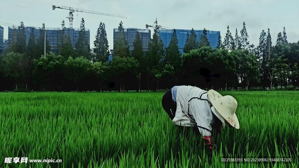 农业栽培
