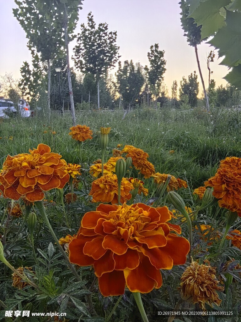 鲜花
