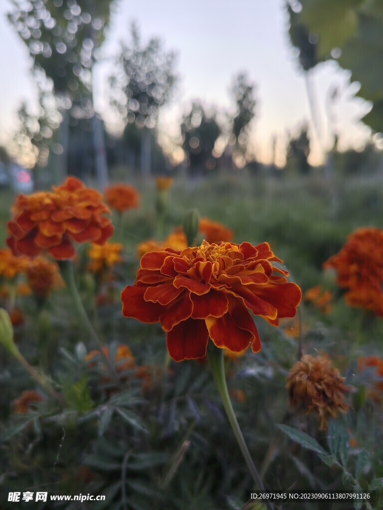 鲜花