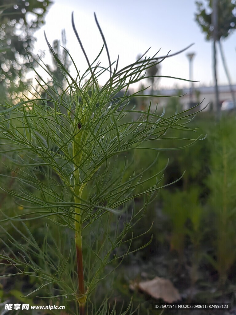 花草