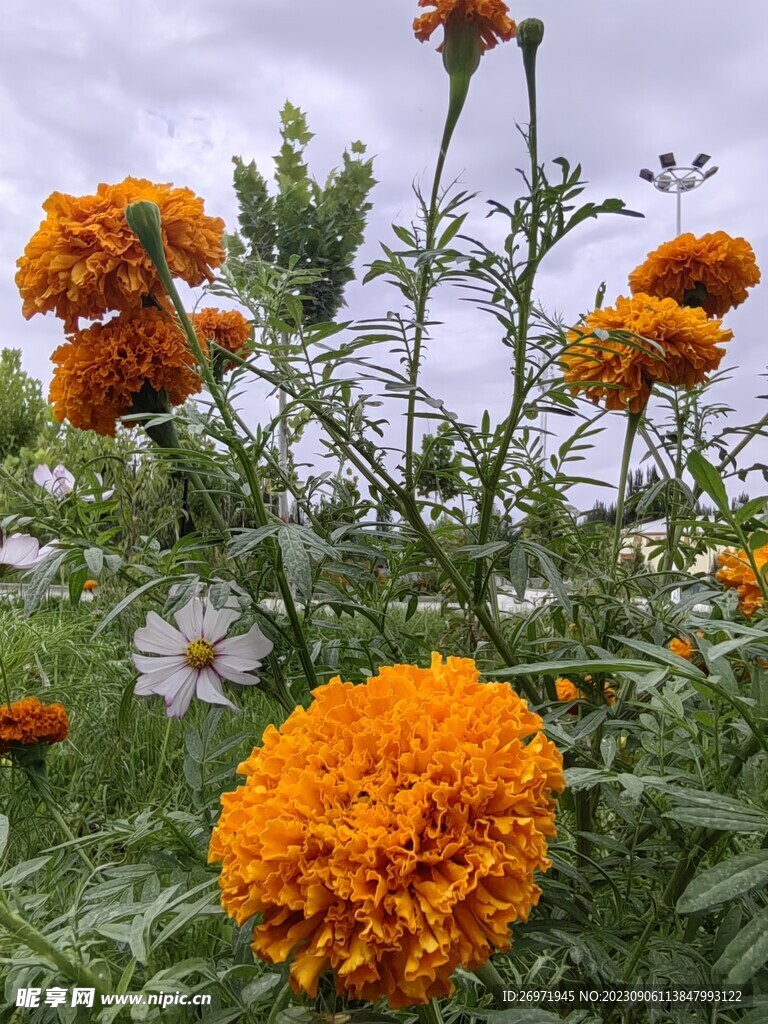 庭院鲜花