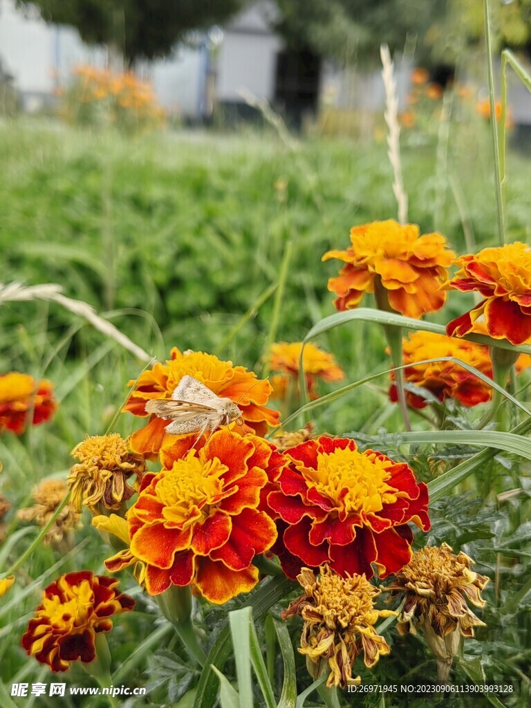 鲜花