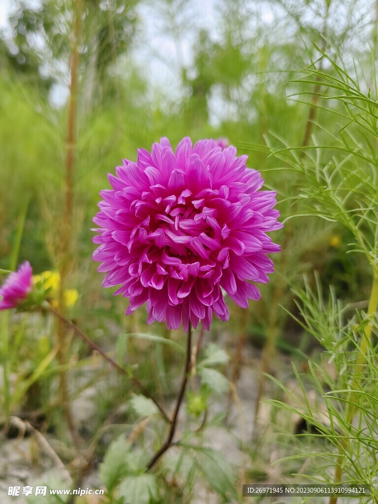 菊花