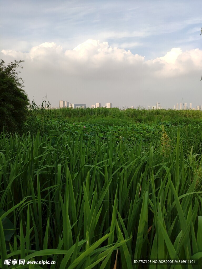 芦苇丛