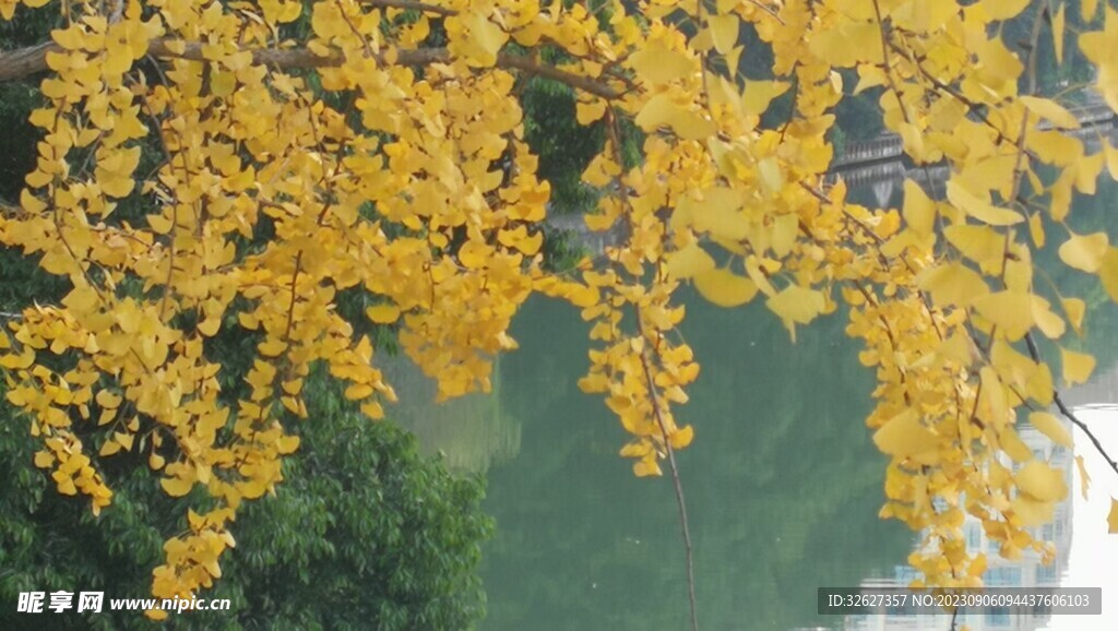 银杏