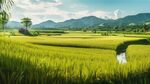 稻田