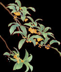 桂花