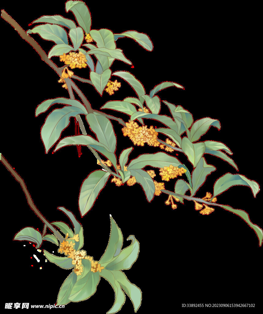 桂花