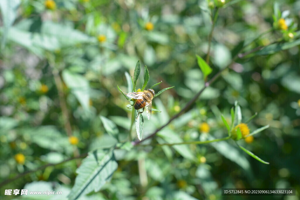蜜蜂花朵摄影图片