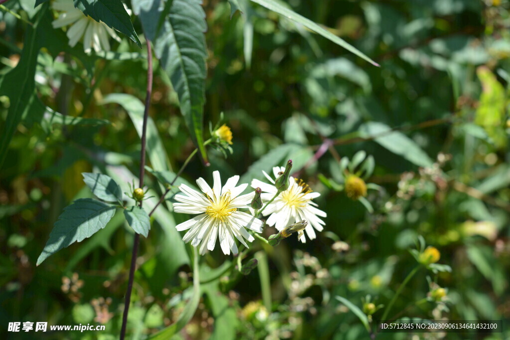 两朵白色的小菊花