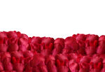 红色玫瑰花花瓣