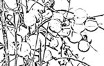 花鸟线描