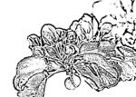 花鸟线描