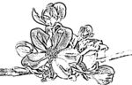 花鸟线描
