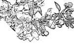 花鸟线描