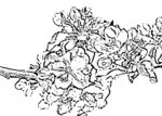 花鸟线描