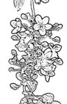 花鸟线描